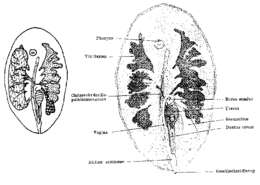 Image of Anoplodiopsis