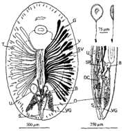 Image of Paranotothrix