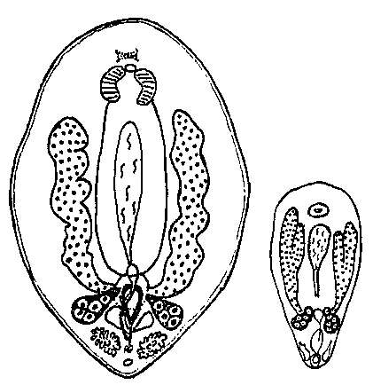 Image of Collastoma eremitae Beklemischev 1916