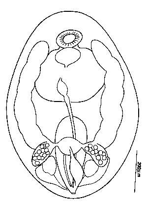 Слика од Collastoma kozloffi Westervelt 1981