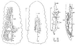 Image of Fallacohospes