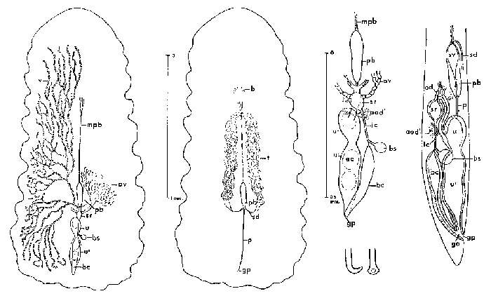 Image of Fallacohospes