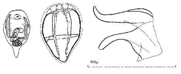 Image of Pterastericola fedotovi Beklemischev 1916