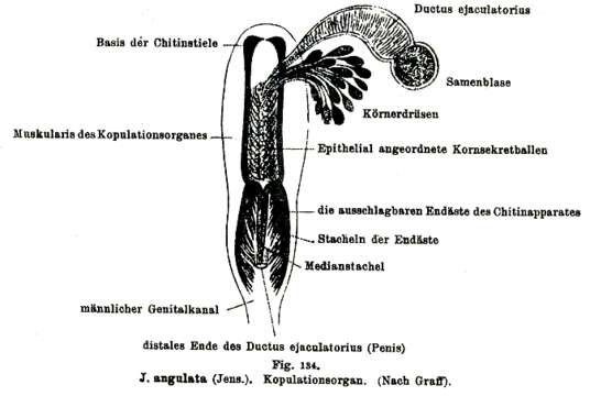 Image of Jensenia