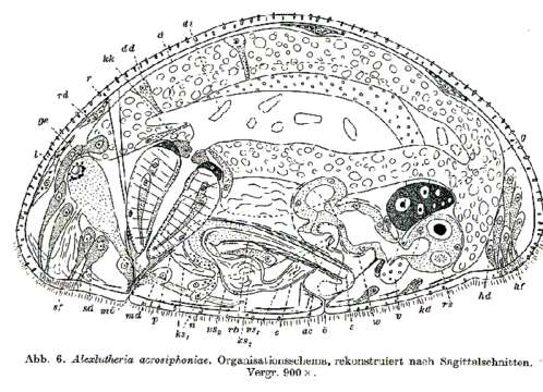 Слика од Alexlutheria