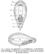 Image of Glanduloderma