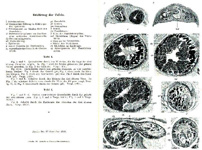 Image of Glanduloderma