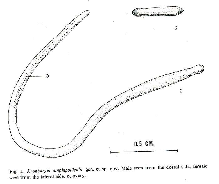 Image of Kronborgia