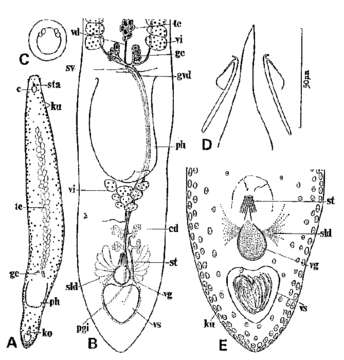 Notocaryoplana geminofollicularis Tajika 1983的圖片