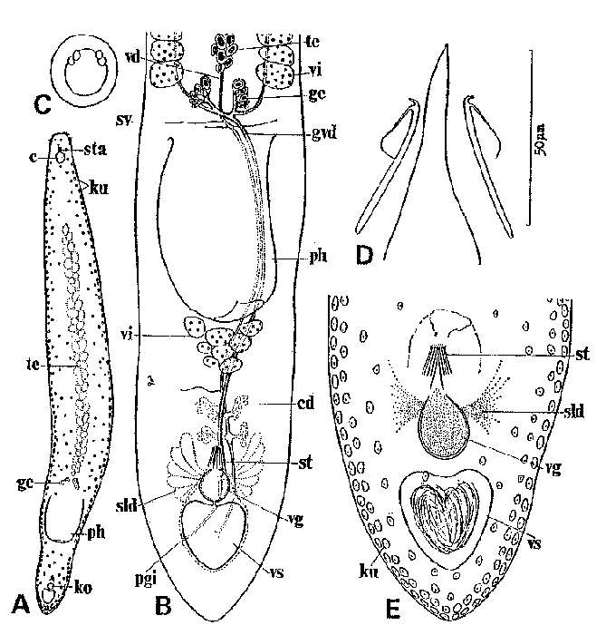 Image of Notocaryoplana geminofollicularis Tajika 1983