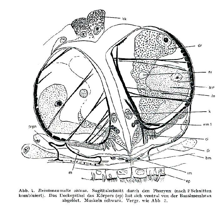 Image of Brinkmanniella obtusa Luther 1943