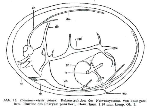 Image of Brinkmanniella obtusa Luther 1943