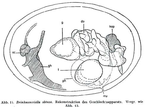 Image of Brinkmanniella obtusa Luther 1943