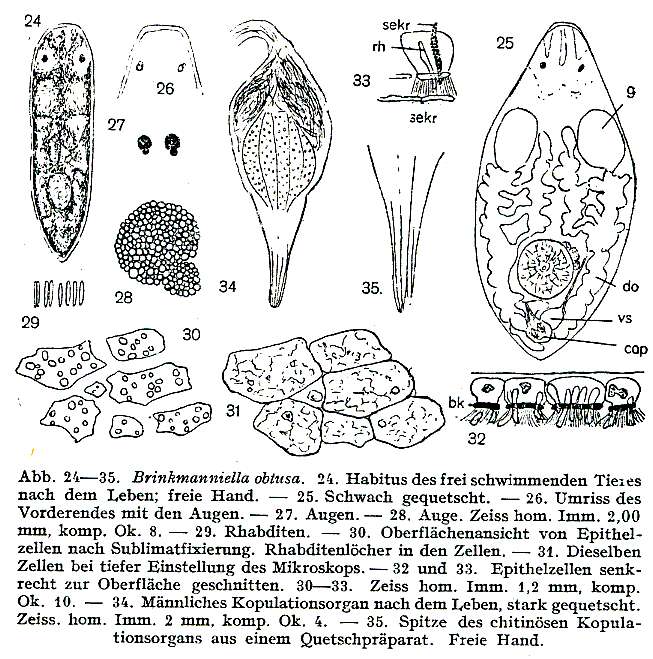 Image of Brinkmanniella obtusa Luther 1943