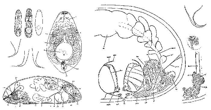 Image of Brinkmanniella macrostomoides Luther 1948