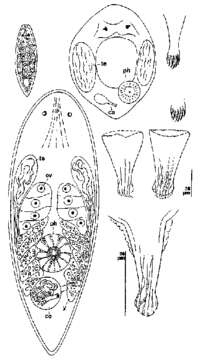 Image of Brinkmanniella palmata Karling 1986