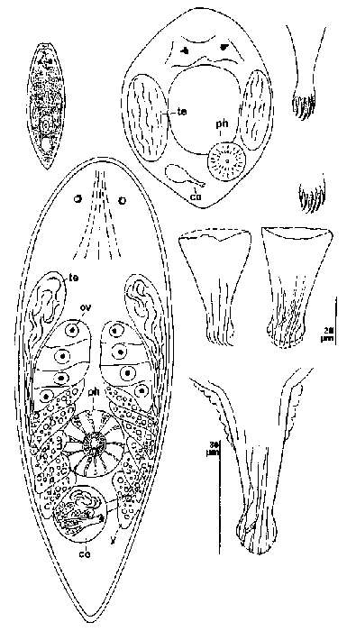 Image of Brinkmanniella palmata Karling 1986