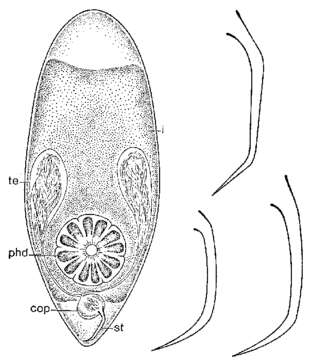 Image of Brinkmanniella procerastyla Ehlers 1974