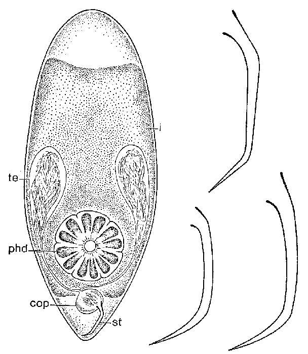 Image of Brinkmanniella procerastyla Ehlers 1974