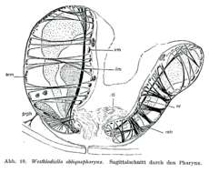 Image de Westbladiella