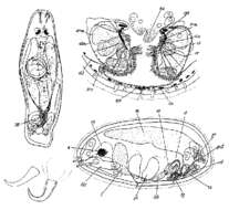 Image of Westbladiella falcifera Riedl 1954