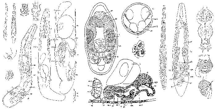 Image of Tvaerminnea