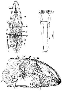 Image of Wydula