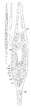 Image of Cilionema