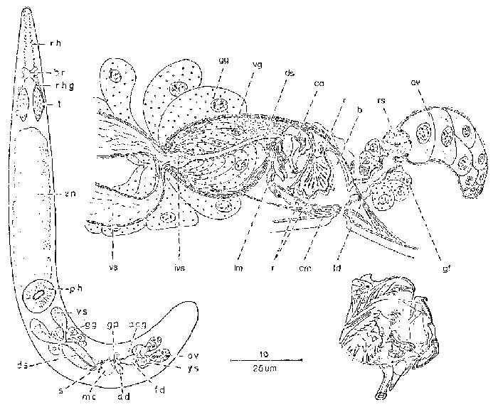 Image of Subulagera