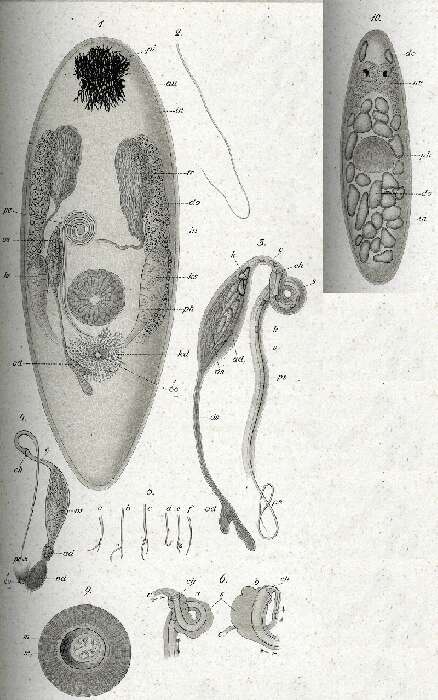 Image of Promesostoma marmoratum (Schultze 1851)