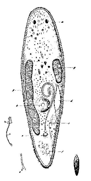 Image of Promesostoma marmoratum (Schultze 1851)