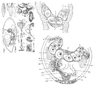 Image of Promesostoma marmoratum (Schultze 1851)