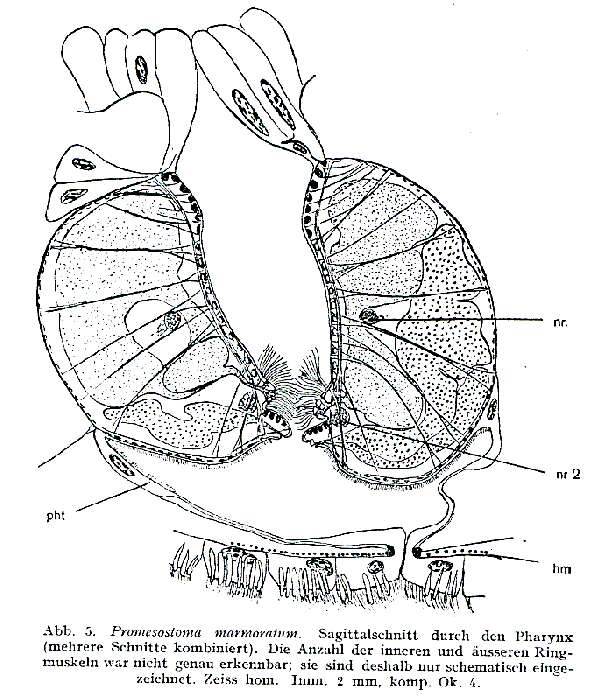 Image of Promesostoma marmoratum (Schultze 1851)