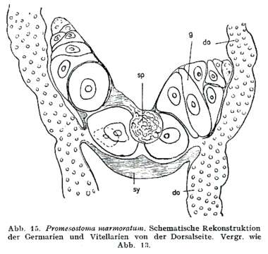 Image of Promesostoma marmoratum (Schultze 1851)