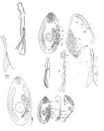 Image of Promesostoma balticum Luther 1918