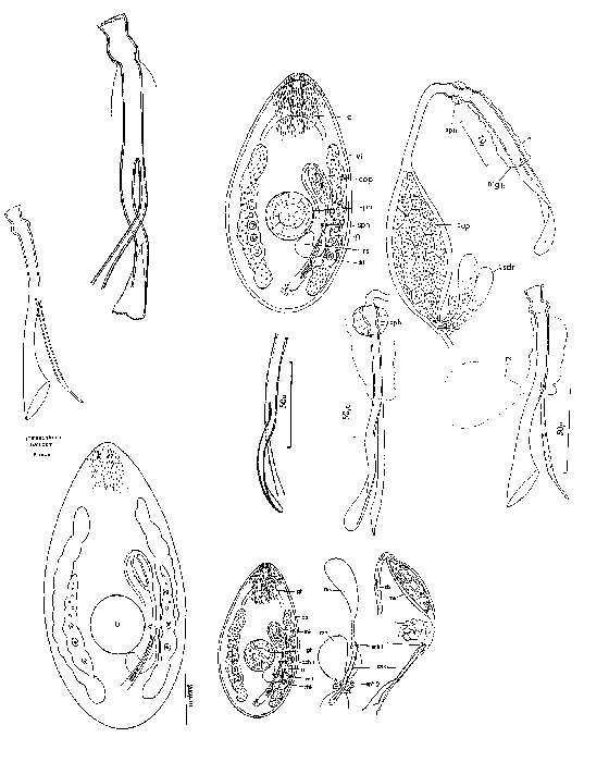 Image of Promesostoma balticum Luther 1918