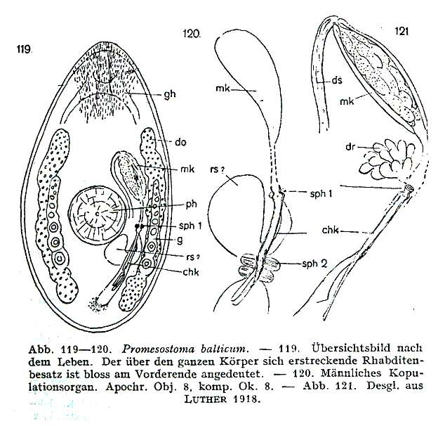 Image of Promesostoma balticum Luther 1918