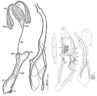 Image of Promesostoma bipartitum Ax 1956