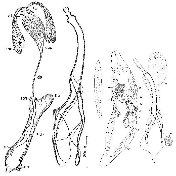 Image of Promesostoma bipartitum Ax 1956