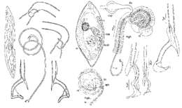 Image of Promesostoma caligulatum Ax 1952