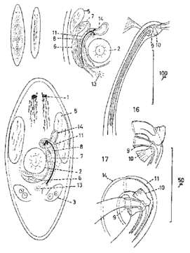 Imagem de Promesostoma dipterostylum Karling 1967