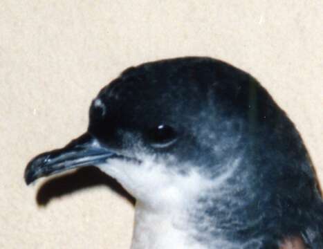 Image of Narrow-billed prion