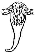 Image de Promesostoma ellipticum (Uljanin 1870)