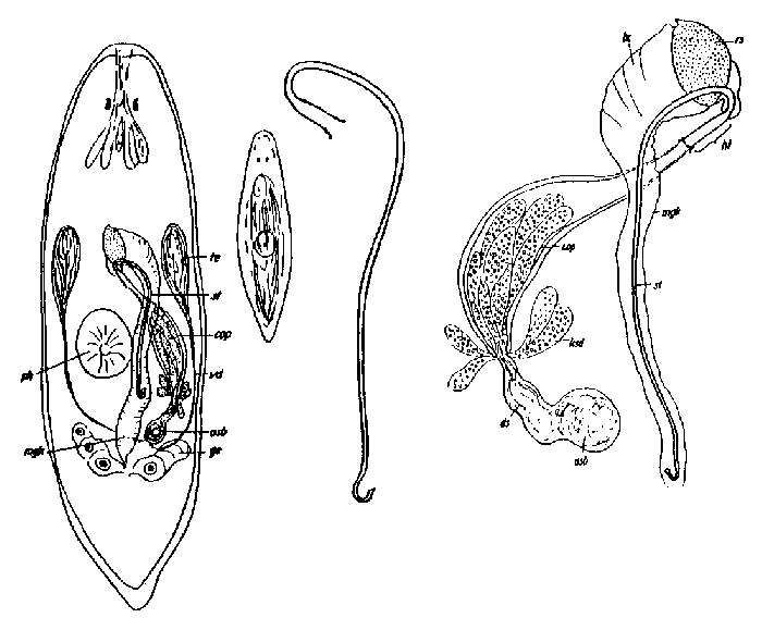 Image of Promesostoma ensifer (Uljanin 1870)