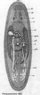 Image of Promesostoma ensifer (Uljanin 1870)