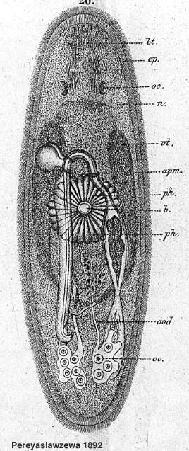 Image of Promesostoma ensifer (Uljanin 1870)