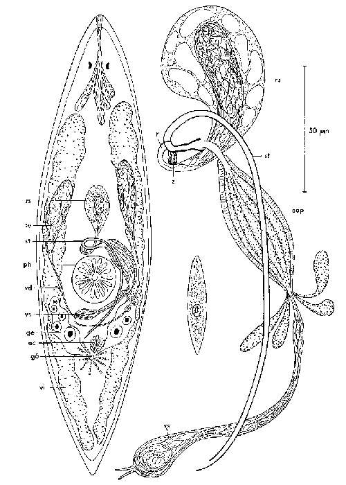 Image of Promesostoma hymanae Ax 1968