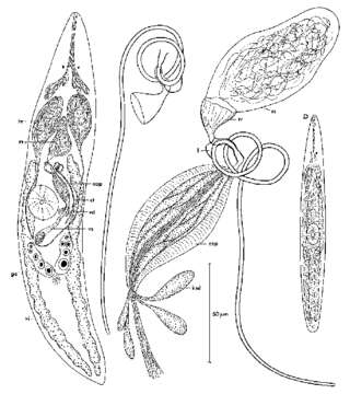 Imagem de Promesostoma infundibulum Ax 1968