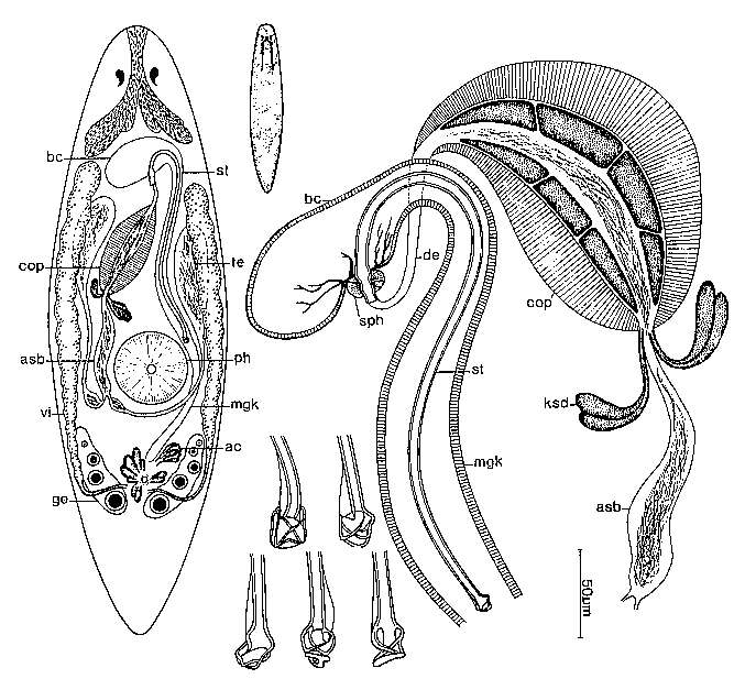 Image of Promesostoma karlingi Ehlers 1974