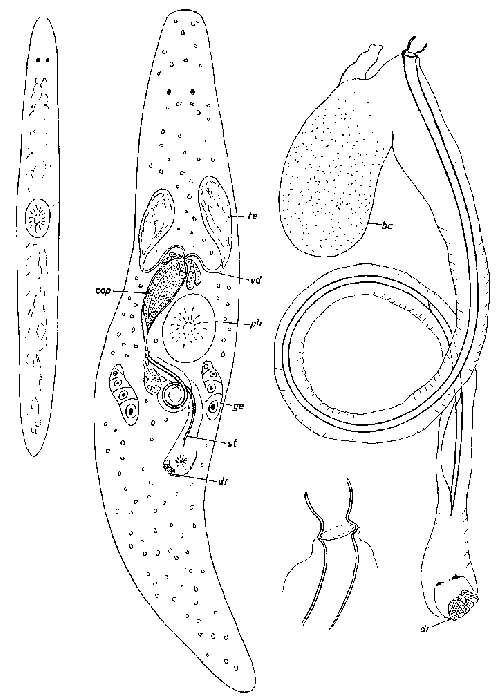 Image of Promesostoma maculosum Ax 1956